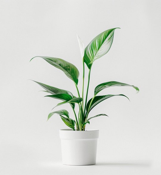 product 03